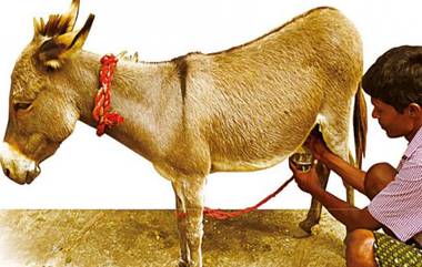 Donkey Milk Benefits: గాడిద పాలు ఆరోగ్యానికి నిజంగా మంచివేనా, వాటికి ఎందుకంత డిమాండ్‌, ఏ జబ్బుల నివారణకు గాడిద పాలు వాడుతారు...