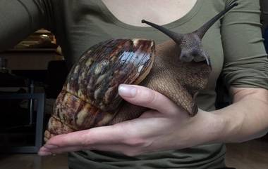 Giant African Land Snails: నత్తల భయంతో అమెరికాలో లాక్‌డౌన్, ఎలుక సైజులో పెరిగే నత్తలు, ఒక్కొక్కటి 1200 గుడ్లు పెడతాయి, నత్తల కట్టడికి కఠిన నిబంధనలు అమలు, వాటివల్ల నష్టం ఏంటంటే?