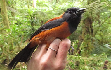 Hooded Pitohui: ఈ పక్షికి నిలువెల్లా విషమే.. అవును.. ప్రపంచంలోనే మొట్టమొదటి విషపూరిత పక్షి ఇది.