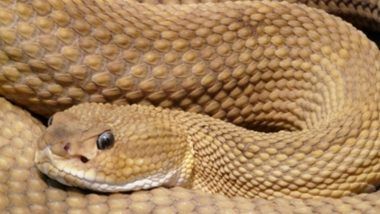 Python Found in Thane? సోషల్ మీడియాలో షాకింగ్ వీడియో వైరల్, కిటికీకి వేలాడుతున్న కొండచిలువను పట్టుకున్న ఇద్దరు వ్యక్తులు, తరువాత ఏమైందంటే..