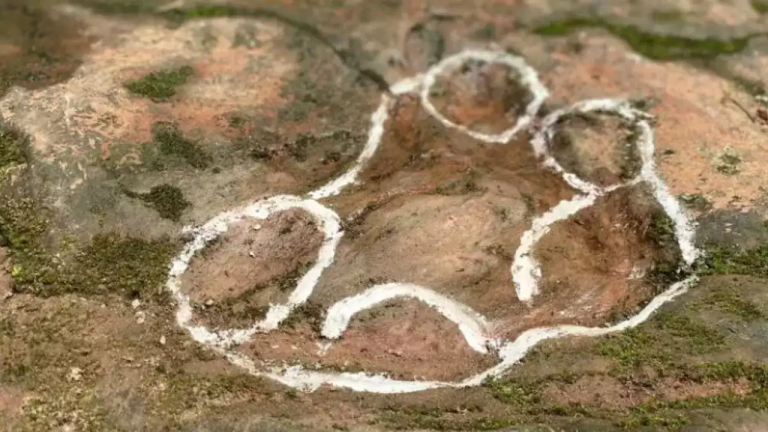 Dinosaur footprint under his table at a restaurant: రెస్టారెంట్ లో టేబుల్ కింద వింత పాద ముద్రలు.. డౌట్ వచ్చి సైంటిస్టులకు చెప్పిన కస్టమర్.. తర్వాత ఏమైంది?