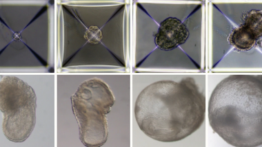 Synthetic embryo.. without sperm: వీర్యం లేకుండానే పిండం అభివృద్ధి.. ఇజ్రాయెల్‌ పరిశోధకుల ఘనత.. సంతానం లేని దంపతులకు భవిష్యత్తులో గొప్ప ఊరట