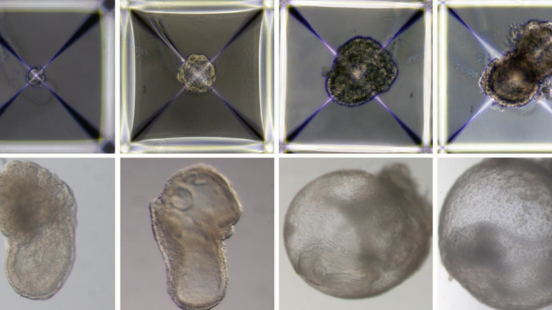 Synthetic embryo.. without sperm: వీర్యం లేకుండానే పిండం అభివృద్ధి.. ఇజ్రాయెల్ పరిశోధకుల ఘనత.. సంతానం లేని దంపతులకు భవిష్యత్తులో గొప్ప ఊరట Synthetic embryo.. without sperm: వీర్యం లేకుండానే పిండం అభివృద్ధి.. ఇజ్రాయెల్ పరిశోధకుల ఘనత.. సంతానం లేని దంపతులకు భవిష్యత్తులో గొప్ప ఊరట
