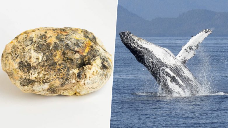 Expensive Whale Vomit: తిమింగలం వాంతి అమ్ముతుండగా పట్టుకున్న యూపీ పోలీసులు, నాలుగు కిలోల తిమింగలం వాంతి రూ. 10 కోట్లు, బంగారం కంటే ఎక్కువ ధర పలికే తిమింగలం వ్యర్ధాలు, ఇంతకీ తిమింగలం వాంతికి ఎందుకంత డిమాండ్, దాంతో ఏం చేస్తారో తెలుసా?