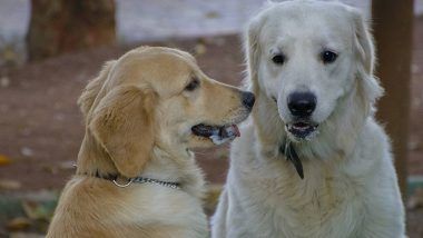 Stray Dog Attack: వీధి కుక్కల దాడిలో మరో చిన్నారి మృతి, వేర్వేరు ఘటనల్లో ఇద్దరు చిన్నారులకు గాయాలు కాగా ఏడు మేకలు మృతి