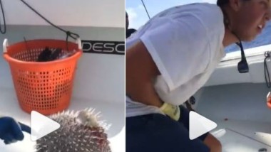 Man Plays With Pufferfish: షాకింగ్ వీడియో.. ఈ చేపలో సైనైడ్ కంటే 1.200 రెట్లు ఎక్కువ విషం, దాంతో ఆటలాడి ప్రాణాల మీదకు తెచ్చుకున్న ఓ వ్యక్తి