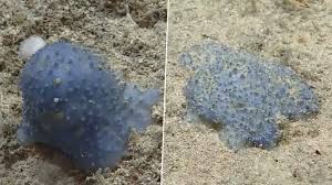 Mysterious Sea Creature: షాకింగ్ వీడియో, సముద్రపు అడుగున మిస్టరీ జీవి, బ్లూ గూ అనబడే రహస్యమైన సముద్రపు క్రిటర్‌ను కనుగొన్న శాస్త్రవేత్తలు