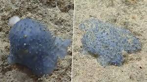 Mysterious Sea Creature: షాకింగ్ వీడియో, సముద్రపు అడుగున మిస్టరీ జీవి, బ్లూ గూ అనబడే రహస్యమైన సముద్రపు క్రిటర్‌ను కనుగొన్న శాస్త్రవేత్తలు