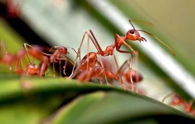 Terror of Red Ant: చీమల భయంతో ఊరు ఖాళీ చేసిన ప్రజలు, ఒడిషాలో జనాలను పరిగెత్తిస్తున్న ఎర్రచీమల దండు, రాణి చీమ కోసం శాస్త్రవేత్తల వెతుకులాట