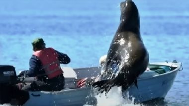 Sea Lion: తిమింగలం నుంచి తప్పించుకునేందుకు సముద్రంలోంచి ఎగిరి బోటులోకి దూకిన సీ లయన్‌! వైరల్ వీడియో..