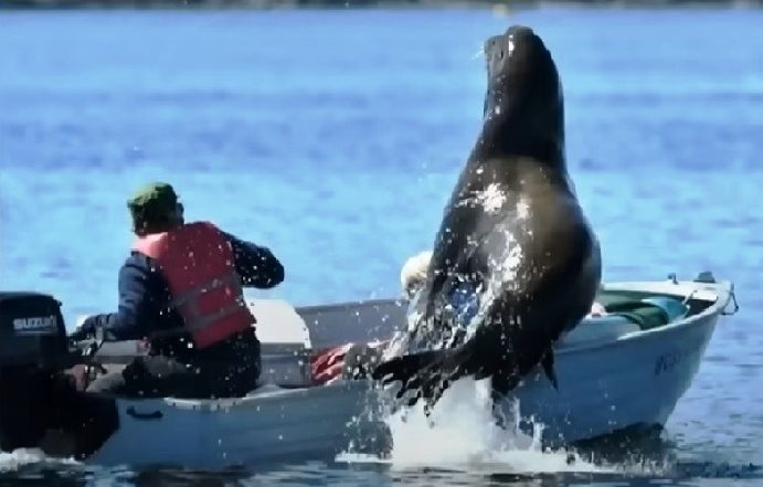 Sea Lion: తిమింగలం నుంచి తప్పించుకునేందుకు సముద్రంలోంచి ఎగిరి బోటులోకి దూకిన సీ లయన్‌! వైరల్ వీడియో..