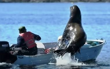 Sea Lion: తిమింగలం నుంచి తప్పించుకునేందుకు సముద్రంలోంచి ఎగిరి బోటులోకి దూకిన సీ లయన్‌! వైరల్ వీడియో..