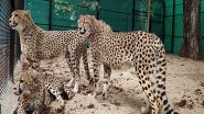 Cheetah Pregnant: ఈ చీతా ప్రెగ్నెంట్! గుడ్ న్యూస్ చెప్తున్న నేషనల్ పార్క్ సిబ్బంది, "ఆశ" ప్రవర్తనలో మార్పు వచ్చిందంటూ వార్తలు, ఈ నెలాఖరు వరకు వేచి చూడాల్సిందేనంటున్న నిపుణులు