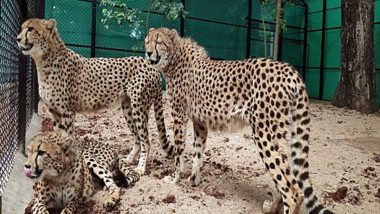 Cheetahs New Names: ఆఫ్రికన్ చీతాలకు సినీ హీరోల పేర్లు, ప్రభాస్,పవన్, శౌర్య, నభా అంటూ స్టార్ల పేర్లు పెట్టిన కేంద్రం