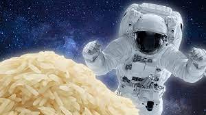 Rice cultivated in space: రోదసి సాగులో చైనా గ్రాండ్ సక్సెస్.. అంతరిక్ష కేంద్రంలో వరిని పెంచేశారు మరి.. వీడియో చూసెయ్యండి..