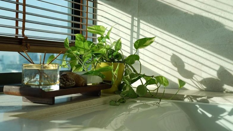 Vastu Plants For Home: వాస్తు ప్రకారం ఈ 4 మొక్కలను ఇంట్లో పెట్టుకుంటే కోటీశ్వరులు అవ్వడం ఖాయం..
