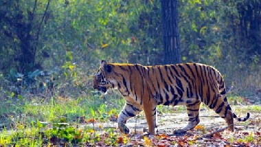 Tiger Terror in Uttarakhand: ఉత్తరాఖండ్‌లో హడలెత్తిస్తున్న పులి.. మూడు రోజుల వ్యవధిలో ఇద్దరిని చంపేసి తిన్న పెద్ద పులి.. 25 గ్రామాల్లో కర్ఫ్యూ!