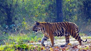 Royal Bengal Tiger: జత కోసం 2 వేల కిలోమీటర్లు అన్వేషణ.. 4 రాష్ర్టాలను చుట్టేసిన రాయల్‌ బెంగాల్‌ టైగర్‌