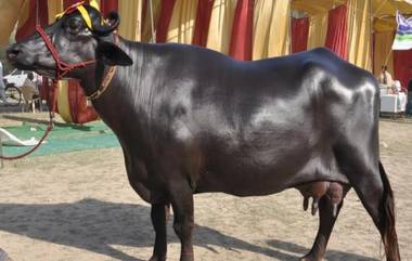 The Best Breed Buffalo: ఈ గేదె వీర్యంతో ఏటా రూ.20 లక్షలు సంపాదిస్తున్న రైతు, ఎక్కడో వెంటనే తెలుసుకోండి..