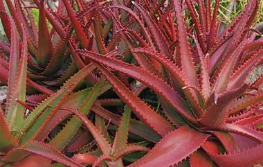 Red Aloe Vera: ఎరుపు కలబంద గురించి తెలుసా, దీని ప్రయోజనాలు తెలిస్తే షాక్ అవుతారు, డాక్టర్లను సైతం ఆశ్చర్యపరుస్తున్న మొక్క..