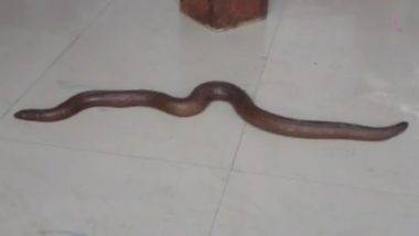 Two Headed Snake: అరుదైన రెండు తలల పాము.. ధర 25 కోట్ల పైమాటే.. జంతుప్రేమికుడి చలువతో సంరక్షణ కేంద్రానికి.. వీడియో వైరల్..