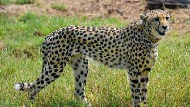 Cheetah: ఆ వార్తలు నిజం కావు.. చీతా గర్భం దాల్చిందన్న వార్తలను కొట్టిపడేసిన కునో పార్క్ అధికారులు.. నమీబియా నుంచి గత నెల 8 చీతాలు భారత్‌కు రాక.. కునో నేషనల్ పార్క్‌లో వాటిని వదిలిపెట్టిన మోదీ