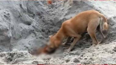 Stray Dog Kills Infant: అర్థరాత్రి తల్లి పక్కలో నిద్రిస్తున్న పసికందును ఎత్తుకెళ్లి చంపేసిన వీధి కుక్కలు, రాజస్థాన్ సిరోహి జిల్లా ఆస్పత్రిలో దారుణ ఘటన వెలుగులోకి..