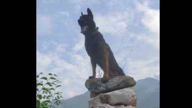 Indian Army Dog "Zoom" Dies: టెర్రరిస్టులతో పోరాడిన జూమ్ డాగ్ కన్నుమూత, కొన్ని సంవత్సరాలుగా ఇండియ‌న్ ఆర్మీ తరపున సేవలు అందించిన జూమ్