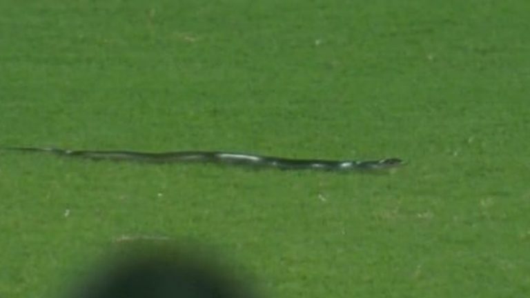 Snake Found on Field: ఇండియా- సౌతాఫ్రికా మ్యాచ్‌లో పాము కలకలం, కేఎల్ రాహుల్ బ్యాటింగ్ చేస్తుండగా ఫీల్డ్‌లోకి పాము, పరుగులు పెట్టిన సౌతాఫ్రికా ఫీల్డర్లు, కాసేపు నిలిచిన మ్యాచ్‌