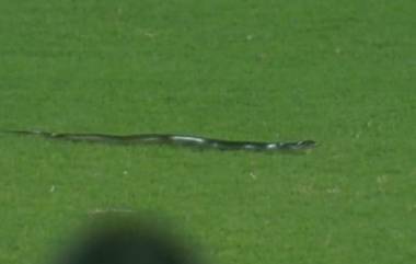 Snake Found on Field: ఇండియా- సౌతాఫ్రికా మ్యాచ్‌లో పాము కలకలం, కేఎల్ రాహుల్ బ్యాటింగ్ చేస్తుండగా ఫీల్డ్‌లోకి పాము, పరుగులు పెట్టిన సౌతాఫ్రికా ఫీల్డర్లు, కాసేపు నిలిచిన మ్యాచ్‌