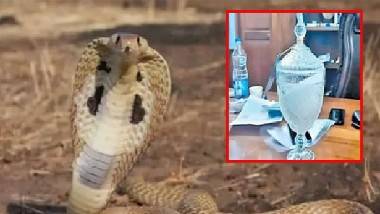 Snake Venom: పశ్చిమ బెంగాల్‌లో రూ. 30 కోట్ల విలువైన రెండున్నర కేజీల పాము విషం పట్టివేత.. బంగ్లాదేశ్ మీదుగా భారత్‌లోకి.. 35 రోజుల్లో రెండోసారి పట్టుబడిన వైనం