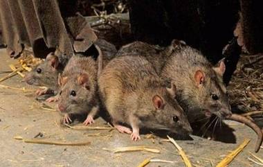 Rats 'Ate' 500 Kg Of Weed: 580 కేజీలకు పైగా గంజాయిని తిన్న ఎలుకలు, గోడౌన్‌లో దాచిన గంజాయిని ఎలుకలు మాయం చేశాయంటూ కోర్టుకు తెలిపిన మధుర పోలీసులు, ఇంతకీ ఏం జరిగిందంటే?