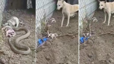 Snake Bite on Puppies: షాకింగ్ వీడియో, మూడు కుక్క పిల్లలను కాటేసి చంపేసిన నాగు పాము, పిల్లలను రక్షించుకునేందుకు తల్లి కుక్క పోరాటం