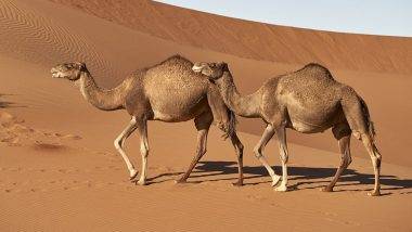 Camel Flu Infection in Qatar: ఖతార్ లో ఫిఫా వరల్డ్ కప్... పొంచి ఉన్న 'కేమెల్ ఫ్లూ' ముప్పు..  మధ్య ప్రాచ్యదేశాల్లో అధికంగా కనిపించే వైరస్.. కరోనా కంటే ప్రమాదకరమైనదా? అసలు ఏమిటీ 'కేమెల్ ఫ్లూ'??