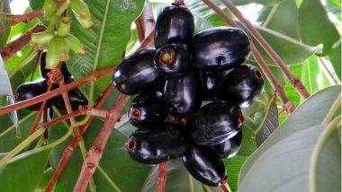 Jamun Fruit: గర్భిణీ స్త్రీలు నేరేడు పండ్లు తింటే పుట్టబోయే పిల్లలు నల్లగా పుడతారా, వారి చర్మంపై నల్లటి చారలు వస్తాయా, వైద్యులు ఏమంటున్నారు..