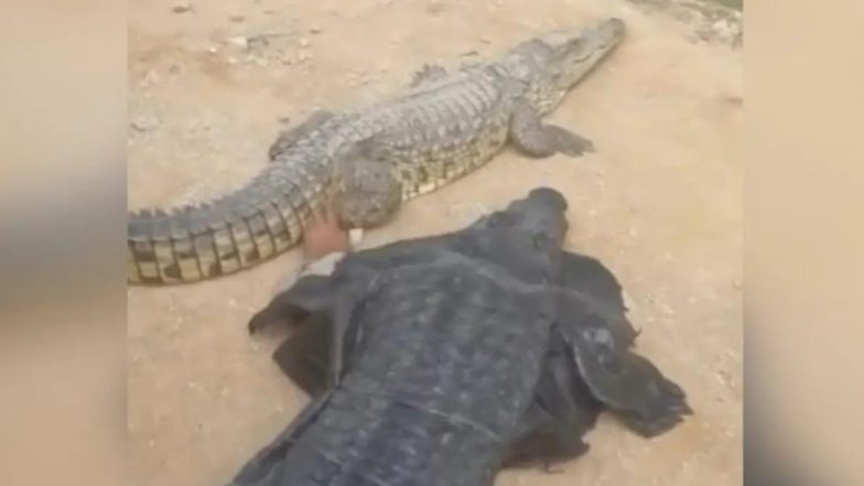 Man Wears Crocodile Costume: మొసలిపై ప్రాంక్ వీడియో, మొసలిలాగా వేషం వేసుకొని కాలుపట్టి లాగిన వ్యక్తి, తర్వాత ఏమైందో తెలుసా? వీడియో చూడండి!