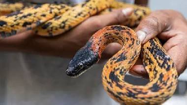 Snake In Air India Flight: ఎయిరిండియా విమానంలో పాము.. కార్గో క్యాబిన్ చెక్ చేస్తుండగా కనిపించిన పాము.. బాధ్యులపై చర్యలు తీసుకుంటామన్న ఎయిరిండియా