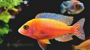 Climate Change Fish Weight Loss: వాతావరణ మార్పులతో సముద్రాల్లో చేపలకు ఆహారం కొరత.. బరువు తగ్గుతున్న చేపలు