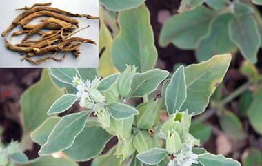 Ashwagandha Benefits For Men: పెళ్లి అయ్యి ఏళ్లు గడుస్తున్నా పిల్లలు కలగడం లేదా, అయితే పురుషుల్లో స్పెర్మ్ కౌంట్ అమాంతం పెంచే అశ్వగంధను ఎలా వాడాలో తెలుసుకుందాం.