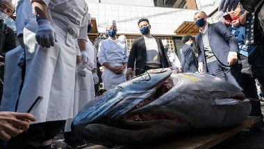 Bluefin Tuna Fish: ఈ ఒక్క చేప ఖరీదు రూ.2.25 కోట్లు, టోక్యో మార్కెట్లో జరిగిన వేలంలో భారీ ధర పలికిన బ్లూఫిన్‌ టూనా చేప, స్పెషాలిటీ ఏంటంటే..