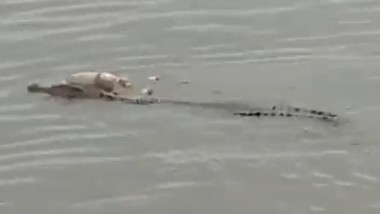 Man Killed By 40 Crocodiles: గుడ్ల కోసం వెళ్లిన 70 ఏళ్ల వృద్ధుడిని ముక్కలు చేసి తినేసిన 40 మొసళ్లు, రక్తంతో నిండిపోయిన చుట్టుపక్కల ప్రాంతం