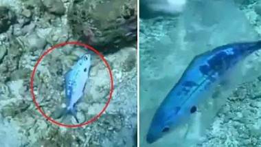 Scuba Diver Rescues Fish: వైరల్ వీడయో, సముద్రం అడుగుకు వెళ్లి చేపను రక్షించిన స్కూబా డైవర్, మనం వదిలేసే ప్లాస్టిక్ వ్యర్థాల్లో లెక్కలేనన్ని సముద్ర జీవులు చిక్కుకుంటున్నాయంటూ ట్వీట్