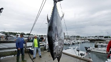 Tuna Fish: ఈ ఒక్క చేప ఖరీదు రూ.2.2 కోట్లు... బరువు ఎంతంటే?? (వీడియోతో)