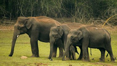 Jharkhand Elephant Kills 16 People: వామ్మో రాక్షస ఏనుగు! 12 రోజుల్లో 16మందిని తొక్కి చంపిన ఏనుగు, జార్ఖండ్‌లో ప్రాణాలు అరచేతిలో పెట్టుకొని బతుకుతున్న ప్రజలు, పలు జిల్లాల్లో కర్ఫ్యూ విధింపు