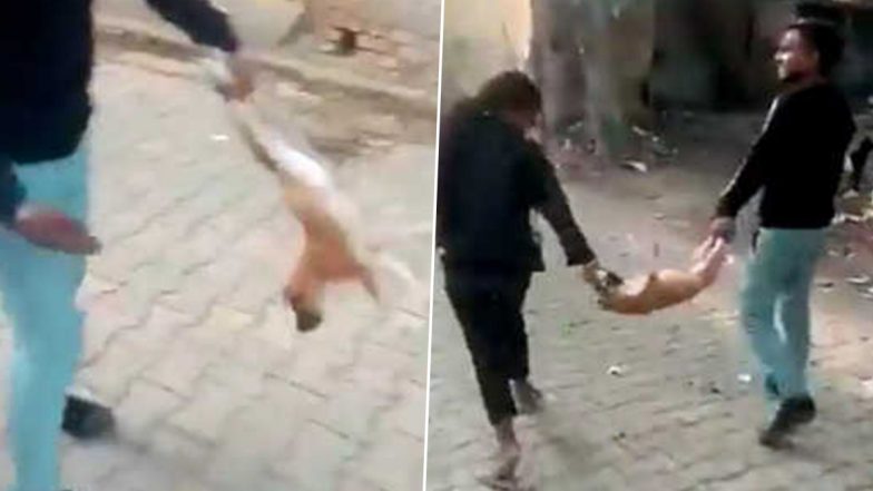 Viral Video: వీరిలో జంతువు ఎవరో, మనుషులు ఎవరో? ఈ వీడియో చూశాక చెప్పండి: ఐఏఎస్ అధికారి అవనీశ్ శరణ్