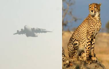 Cheetahs @ Gwalior Airport: భారత్‌లో అడుగుపెట్టిన మరో 12 చీతాలు, 30 రోజుల పాటూ క్వారంటైన్‌ తర్వాత కునో నేషనల్ పార్కులోకి..