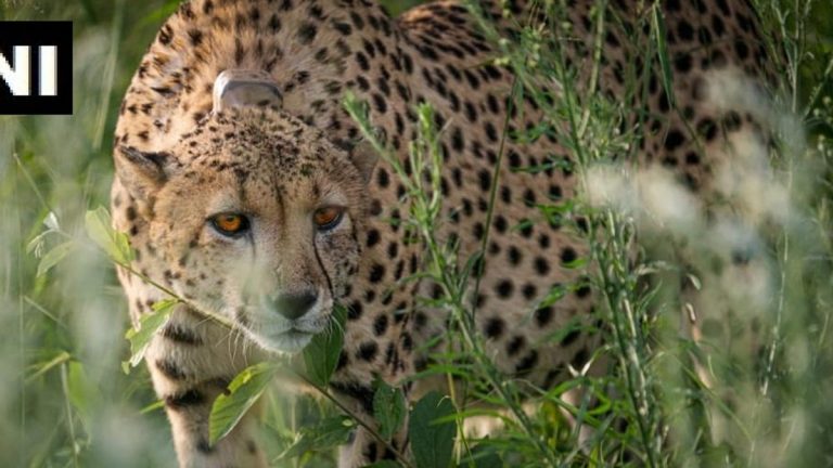 Leopard Spots At Tirumala Ghat Road: తిరుమల మొదటి కనుమ దారిలో చిరుత కలకలం.. 35వ మలుపు వద్ద కనిపించిన పులి.. హడలిపోయిన వాహనదారులు.. వీడియో వైరల్