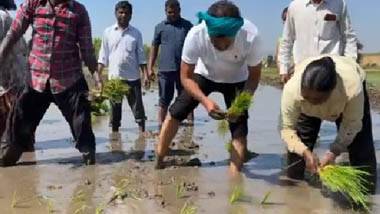 Revanth Reddy Plants Paddy Video: పొలంలో దిగి వరి నాట్లు వేసిన రేవంత్ రెడ్డి, సోషల్ మీడియాలో వీడియో వైరల్