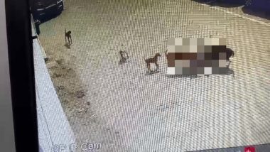 Dog Attack Boy in Hyd: షాకింగ్ వీడియో, నాలుగేళ్ల బాలుడిపై వీధి కుక్కలు దాడి, తీవ్ర గాయాలతో చికిత్స పొందుతూ మృత్యువుతో పోరాడి ఓడిన చిన్నారి