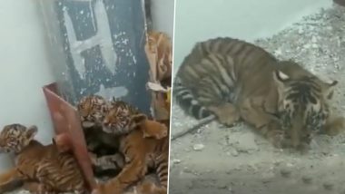Tiger Cubs Found in Nandyal: వీడియో ఇదిగో, నంద్యాల అడవి నుంచి గ్రామంలోకి వచ్చిన నాలుగు పులి పిల్లలు, సురక్షిత ప్రాంతానికి తరలించి అధికారులకు సమాచారం ఇచ్చిన గ్రామస్తులు